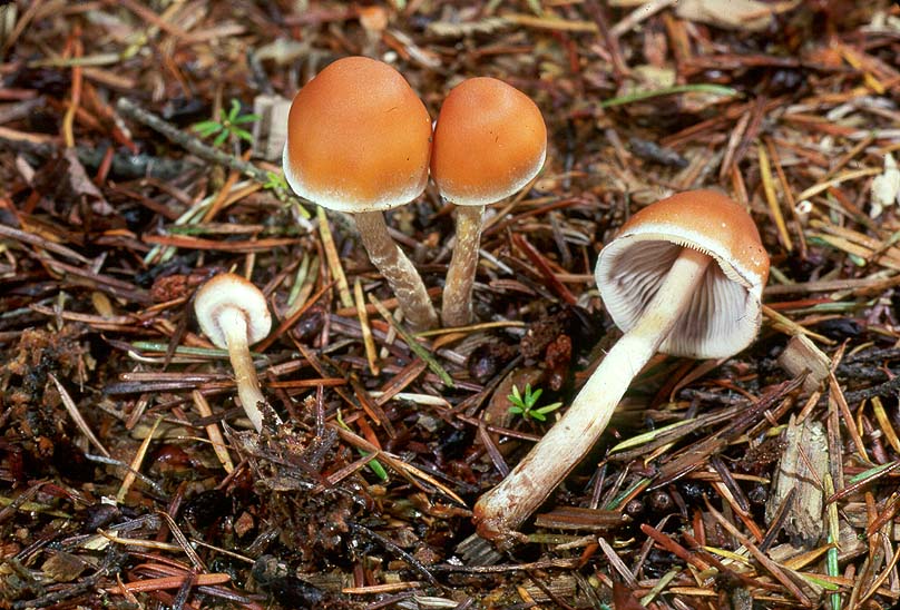 Hypholoma dispersum